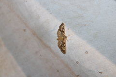 Herpetogramma thestealis