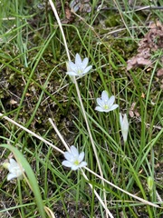 Ornithogalum annae-ameliae