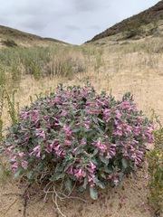 Penstemon albomarginatus