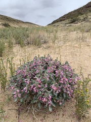 Penstemon albomarginatus
