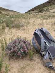 Penstemon albomarginatus