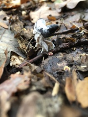 Helvella lacunosa