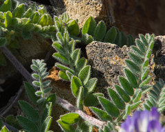 Astragalus amatus