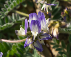 Astragalus amatus
