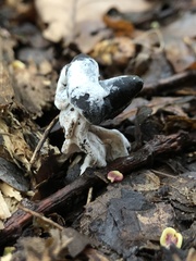 Helvella lacunosa