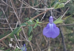 Salvia chamaedryoides