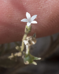 Allophyllum integrifolium