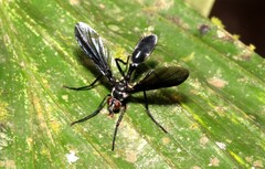 Cordyligaster
