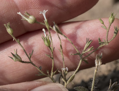 Allophyllum integrifolium