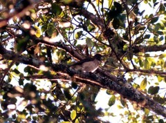 Turdus assimilis