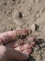 Allophyllum integrifolium