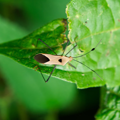 Dysdercus cingulatus