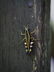 Traulia azureipennis