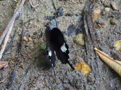 Papilio nephelus