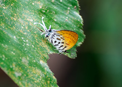 Drupadia ravindra