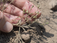 Allophyllum integrifolium