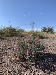 Penstemon albomarginatus