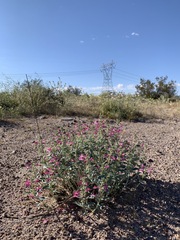 Penstemon albomarginatus