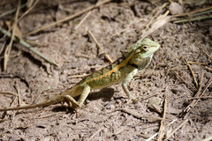 Calotes emma