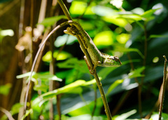Calotes emma