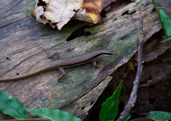 Sphenomorphus maculatus