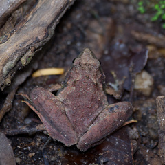 Microhyla berdmorei