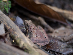 Microhyla berdmorei