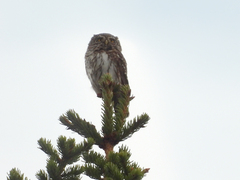 Glaucidium passerinum