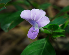 Acanthoideae