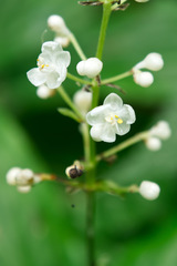 Pollia japonica