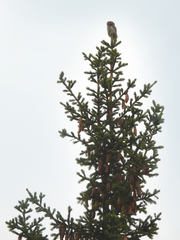 Glaucidium passerinum