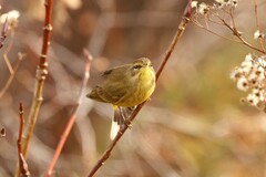 Setophaga palmarum hypochrysea