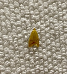 Aeolothapsa malacella