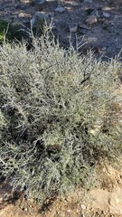 Cercocarpus intricatus