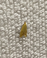Aeolothapsa malacella
