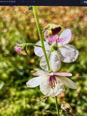 Verbascum