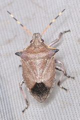 Picromerus nigridens