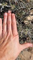 Cercocarpus intricatus