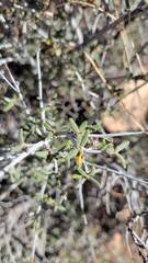 Cercocarpus intricatus