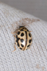 Tytthaspis sedecimpunctata