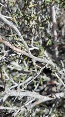 Cercocarpus intricatus