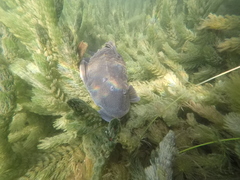 Hypostomus commersoni