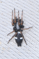 Aphantaulax trifasciata