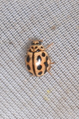 Tytthaspis sedecimpunctata