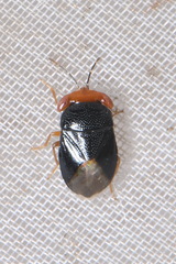 Geocoris erythrocephalus