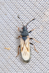 Ischnodemus sabuleti
