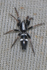 Aphantaulax trifasciata