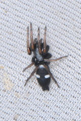 Aphantaulax trifasciata