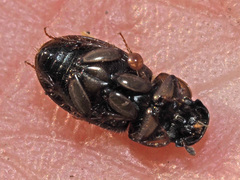 Melinopterus