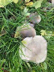Lepista personata